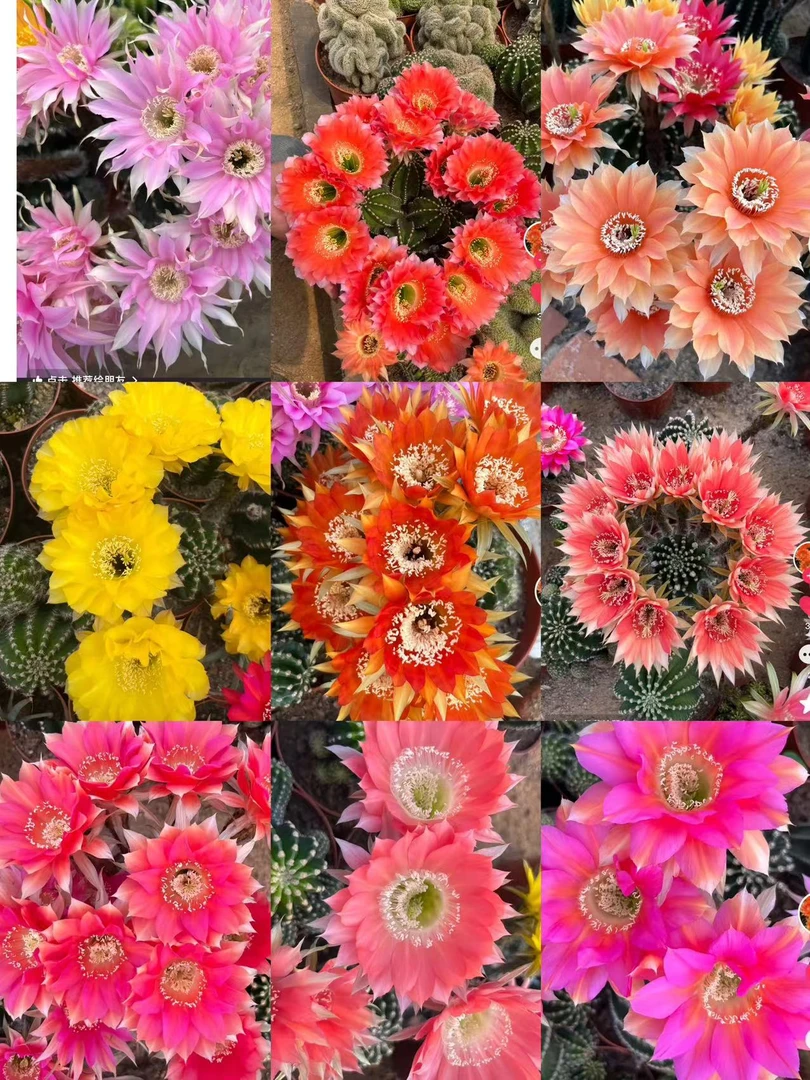 二妹园艺（大单头黑金刚 实生根）好花色仙人球满18包邮随机发