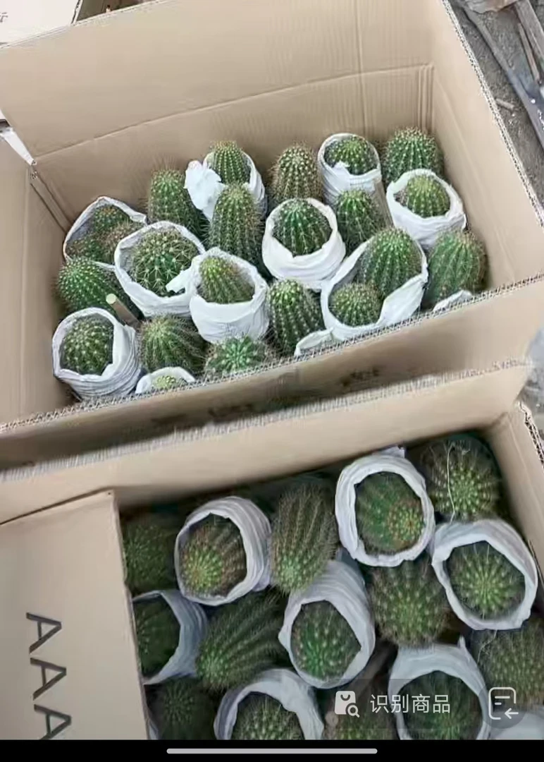 二妹园艺（微瑕毛花柱）多花色仙人球满18包邮随机发