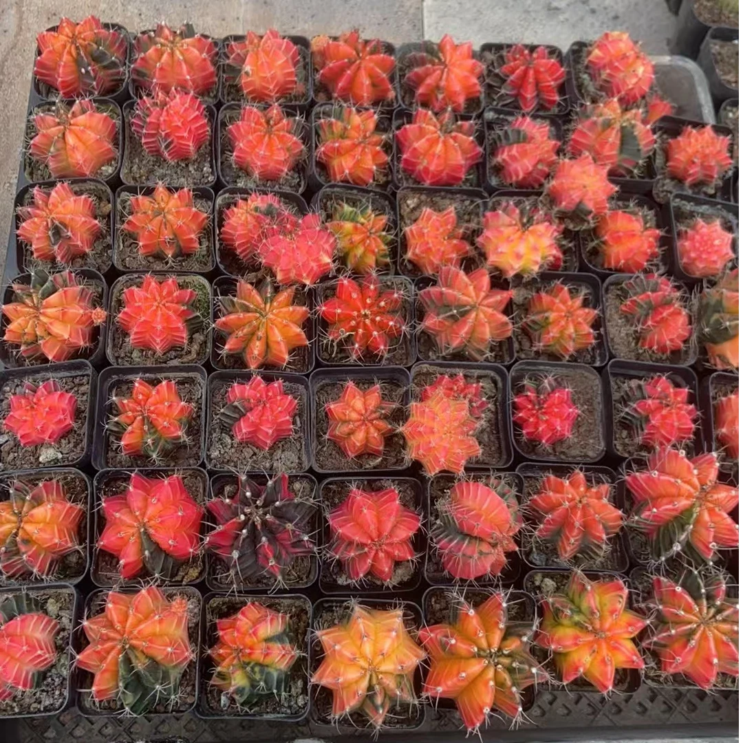 二妹园艺（90%锦米哈牡丹锦）好花色仙人球满18包邮随机发