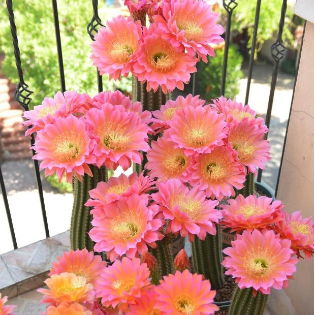 二妹园艺（小飞碟杂交毛花柱自根）好花色仙人球满18包邮随机发