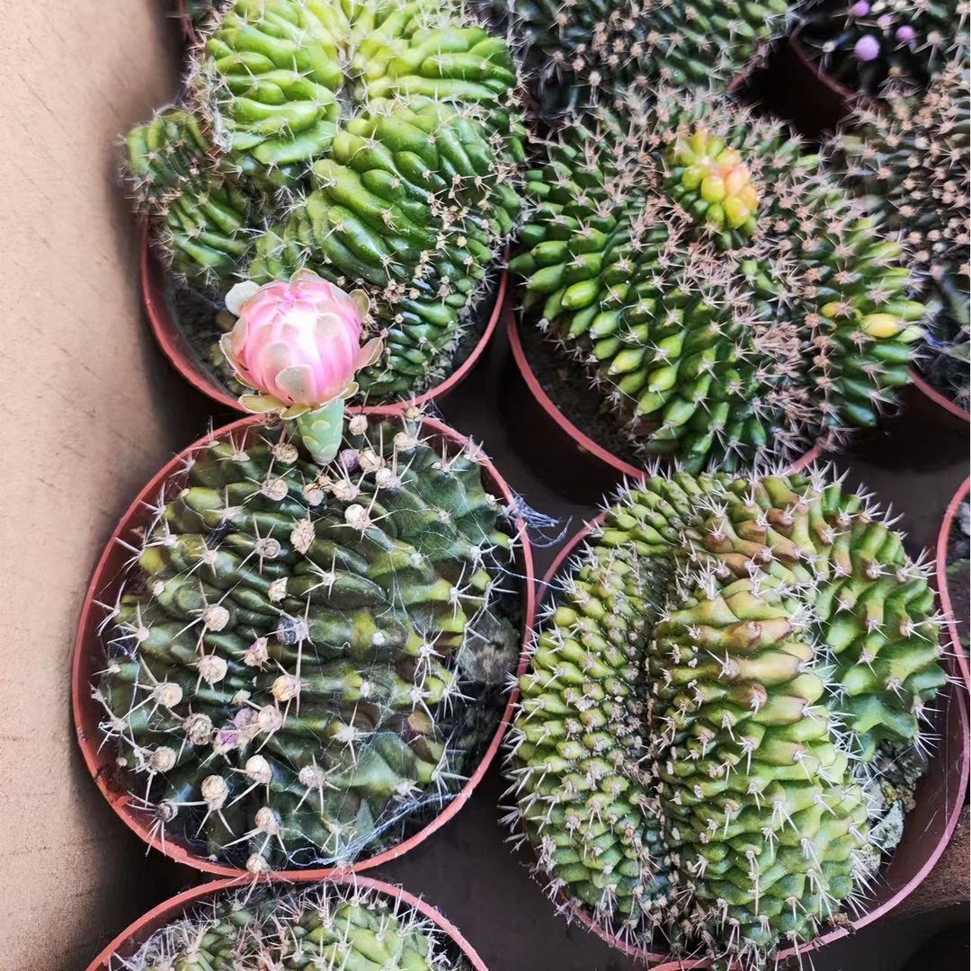 二妹园艺（3颗翠皇冠缀化实生）好花色仙人球满18包邮随机发