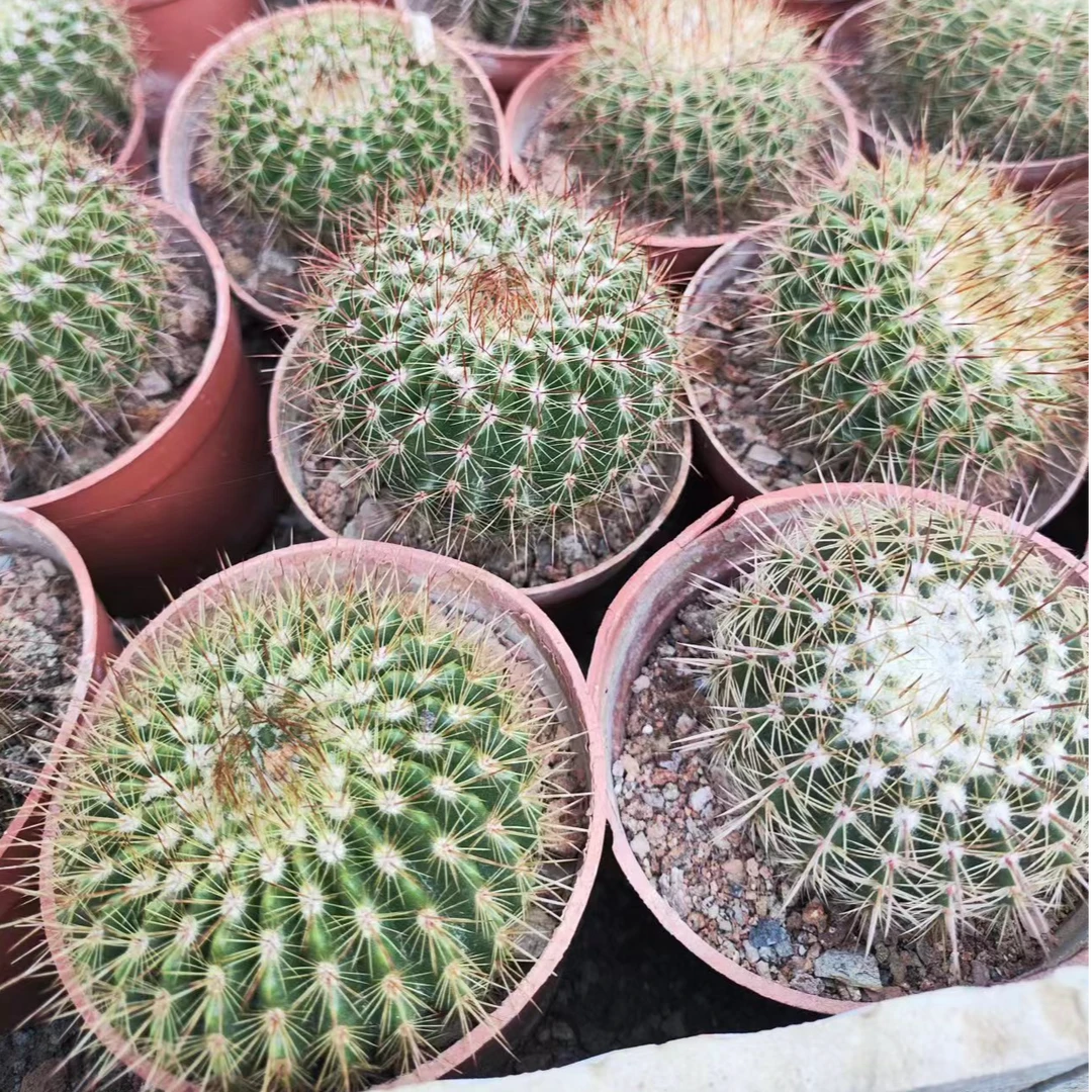 二妹园艺(红彩玉)多花色仙人球满18包邮随机发