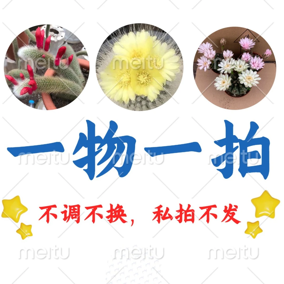 二妹仙人球（一物一拍3）（满18包邮 ）开花多色仙人球净化