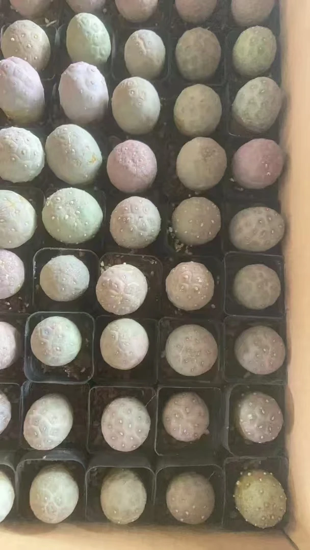 二妹园艺（单头习志野）好花色仙人球满18包邮随机发