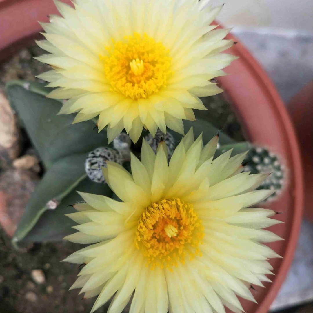 二妹园艺（瑕疵鸾凤玉）好花色仙人球满18包邮随机发