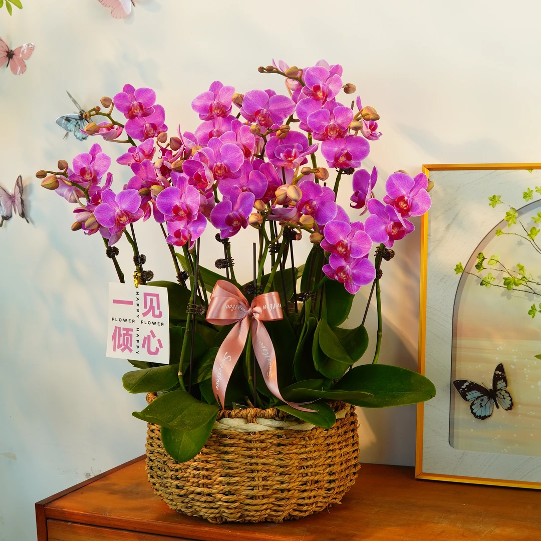 【紫薇格格】蝴蝶兰室内栽培 花量大 花期长好打理 开花发货