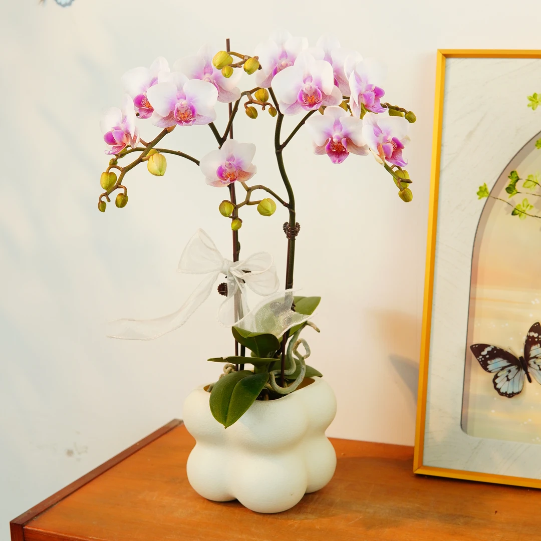 【雅韵】鲜花蝴蝶兰艺术组盆 花期长 花量大