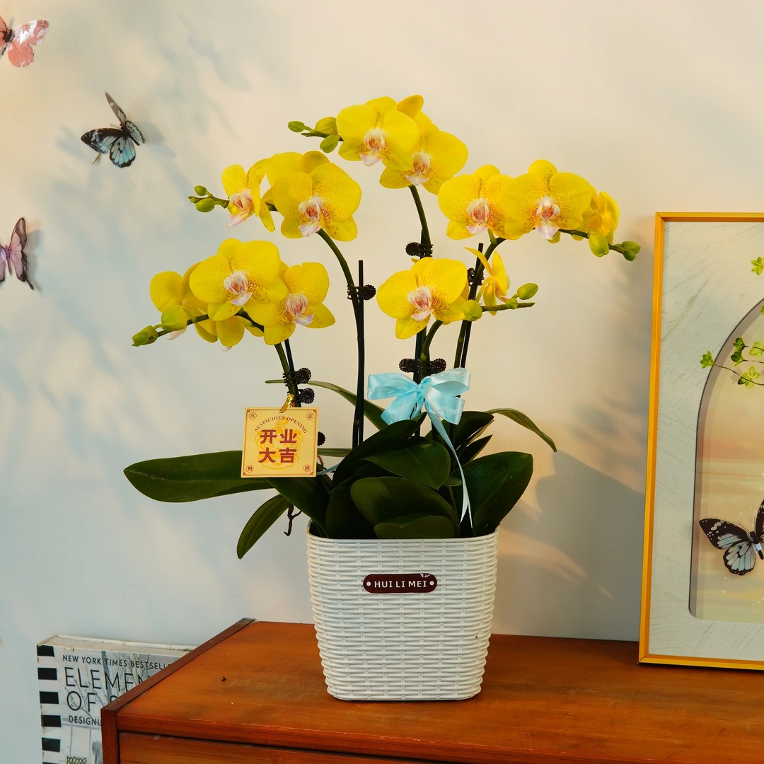 【黄金海岸】鲜花甄选蝴蝶兰 花量大 花期长 好打理