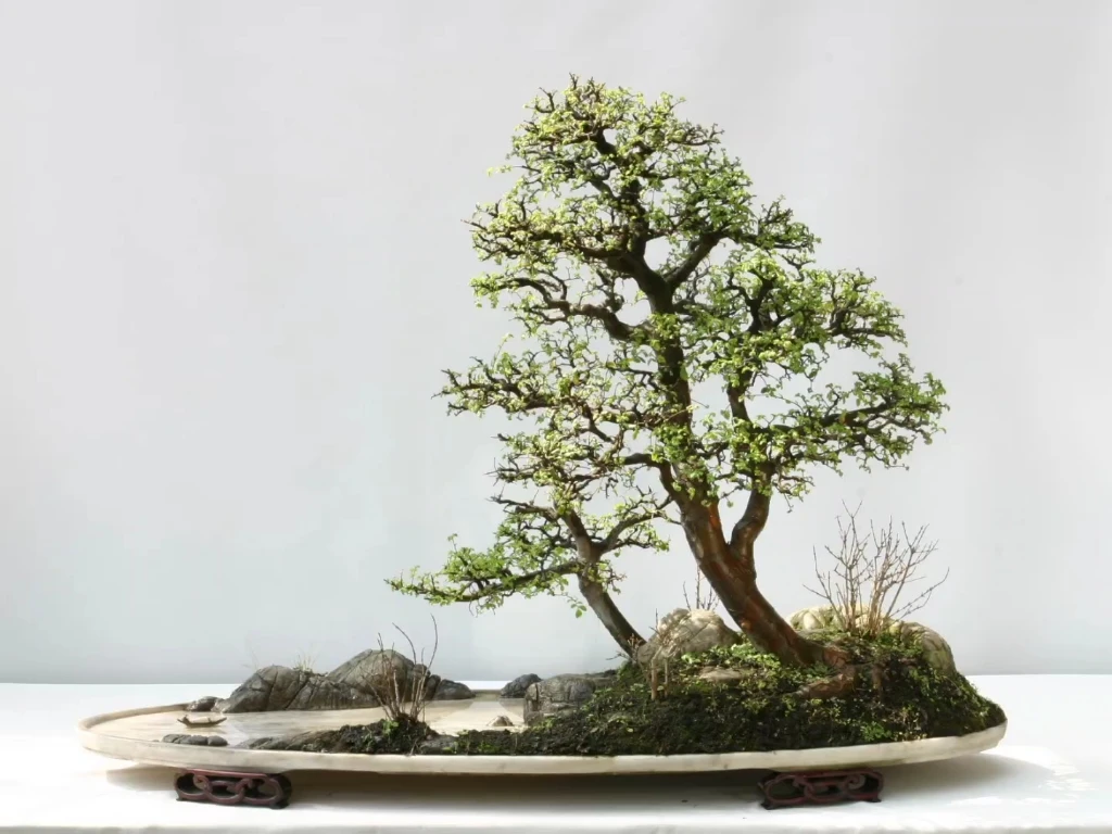 黑松黄杨五针松盆景盆栽造型阳台茶桌办公桌庭院植物四季常青老桩