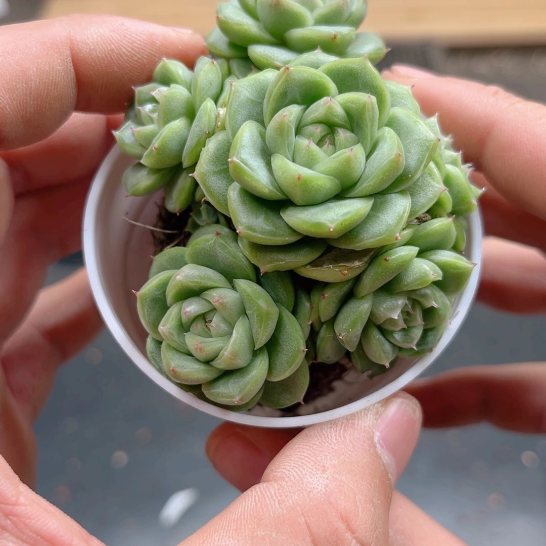 小*星黎园艺336。。。。