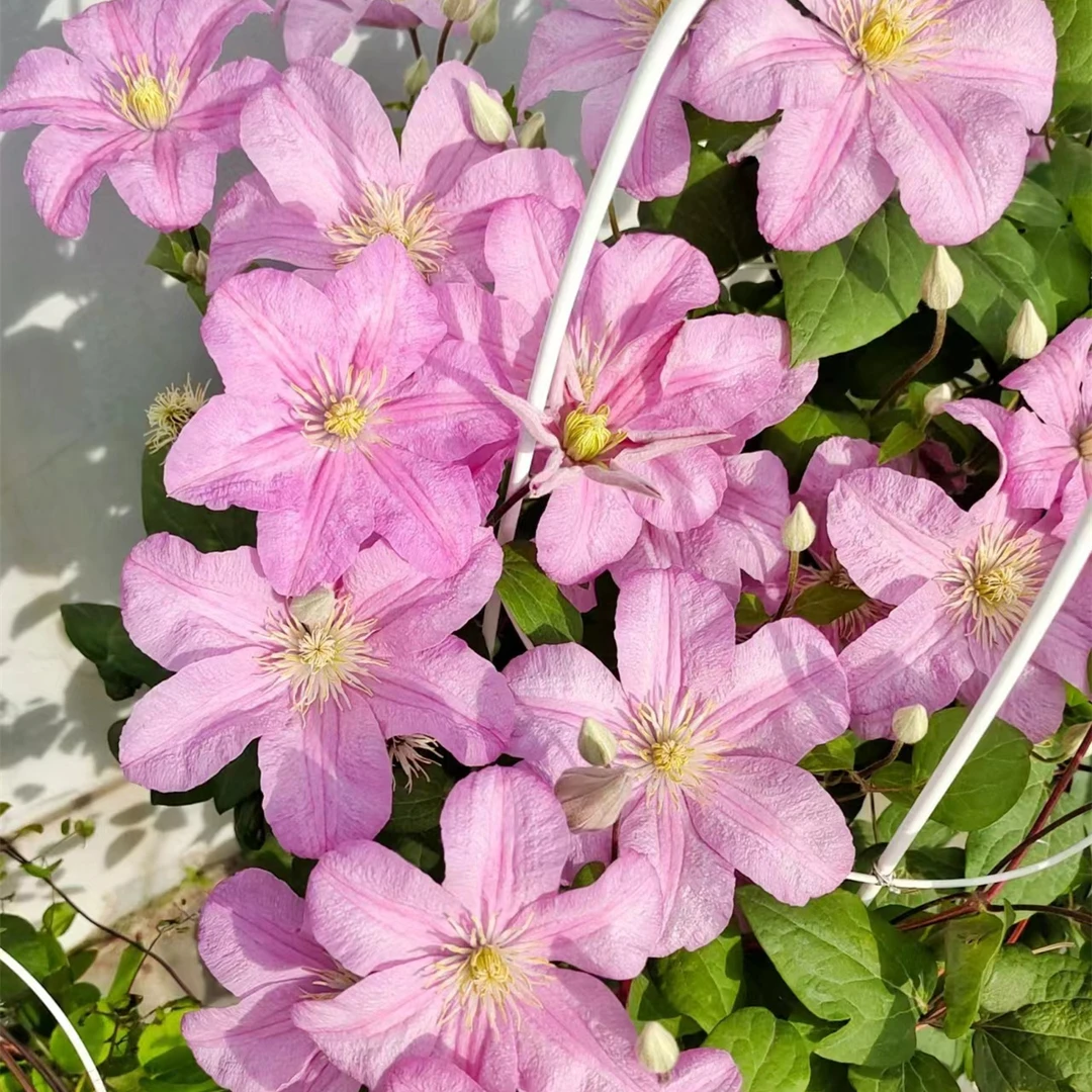 【1.5加仑女伯爵】铁线莲阳台庭院楼顶爬藤花卉植物好养耐冻