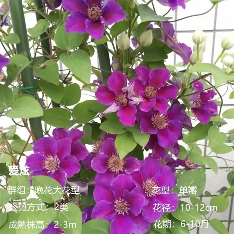 【爱炫】1.5加仑铁线莲阳台庭院楼顶爬藤花卉植物开花四季好养