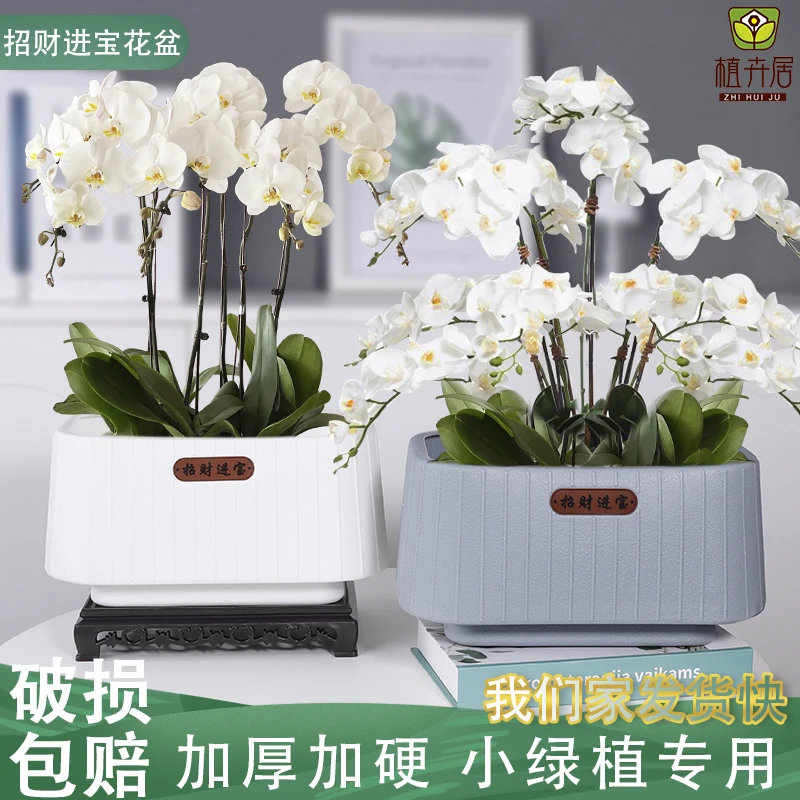 创意简约轻奢花盆北欧仿陶瓷竖纹蝴蝶兰专用大号家用兰花绿植盆