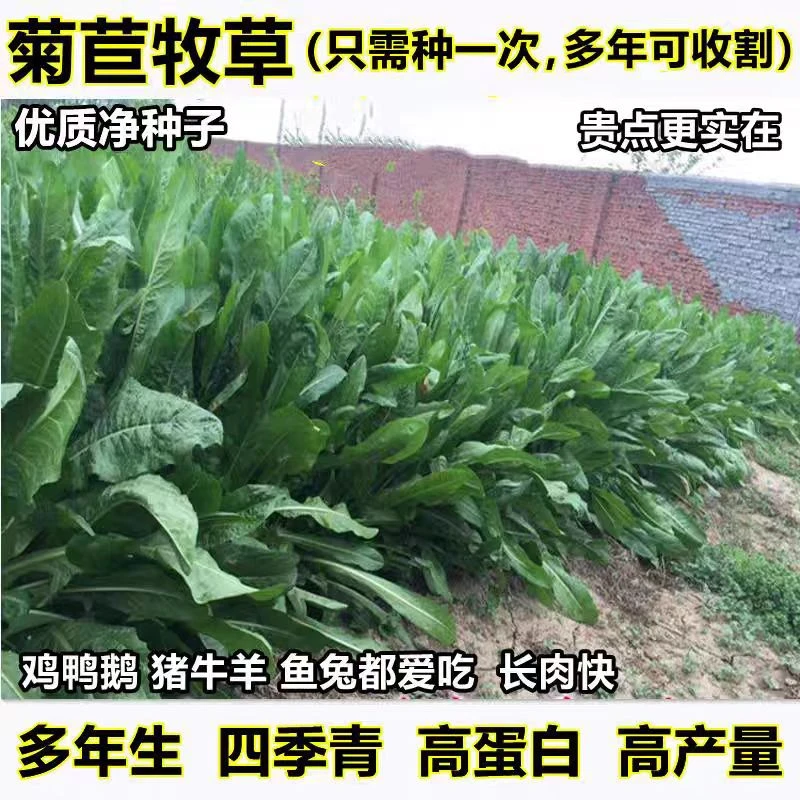 新款进口菊苣种子大叶菊苣四季多年生喂猪菜种子猪牛羊鸡鸭鹅种籽