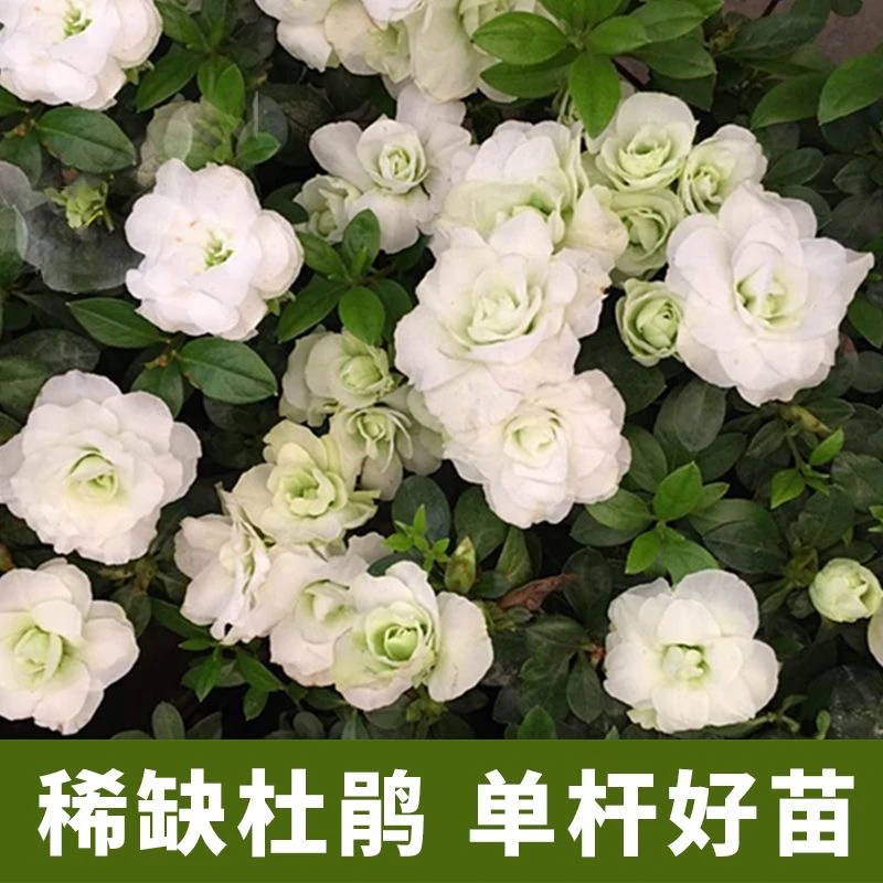 四季稀缺小五宝玫瑰花型杜鹃花盆栽小清新花卉白绿色杜鹃开花生长