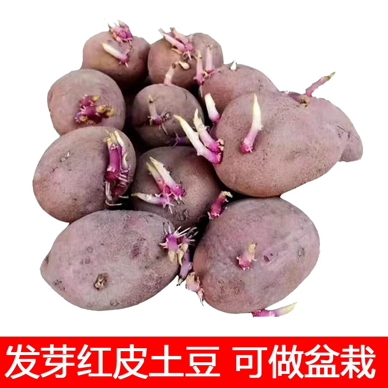 土培土豆苗盆栽植物洋芋幼儿园自然角植物角文创装饰观察生长日记