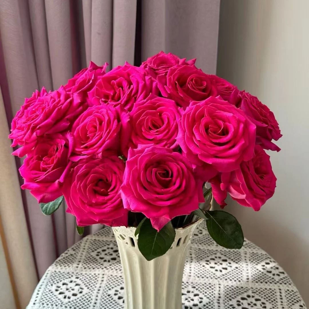 【弗洛伊德玫瑰】云南鲜花顺丰包邮