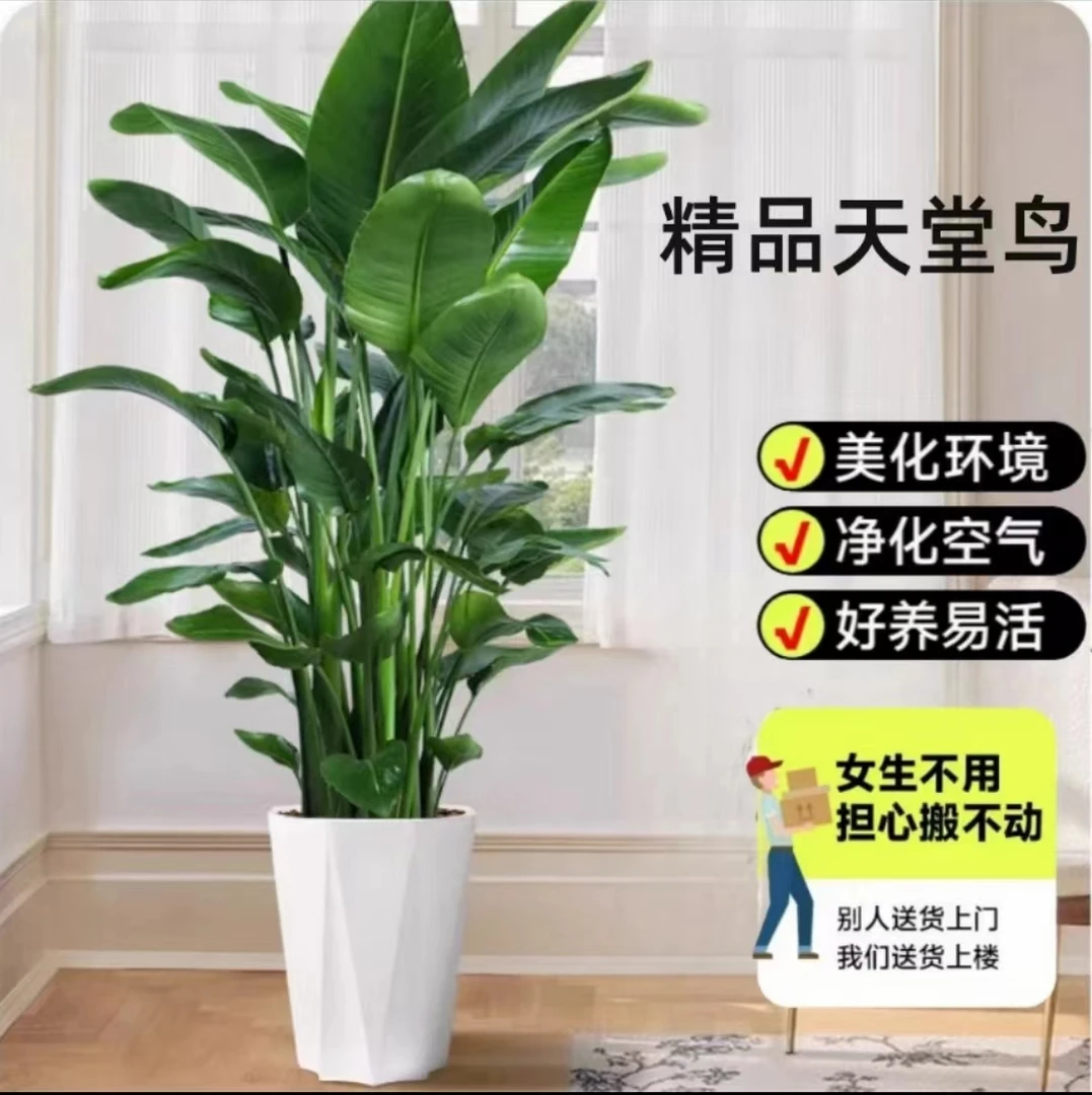 【一物一拍】天堂鸟1.6-1.7米室内客厅阳台落地款摆放好养生长绿植