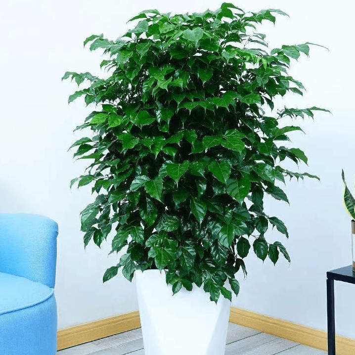 幸福树盆栽室内花卉大绿植四季常绿好养净化空气吸甲醛植物绿宝