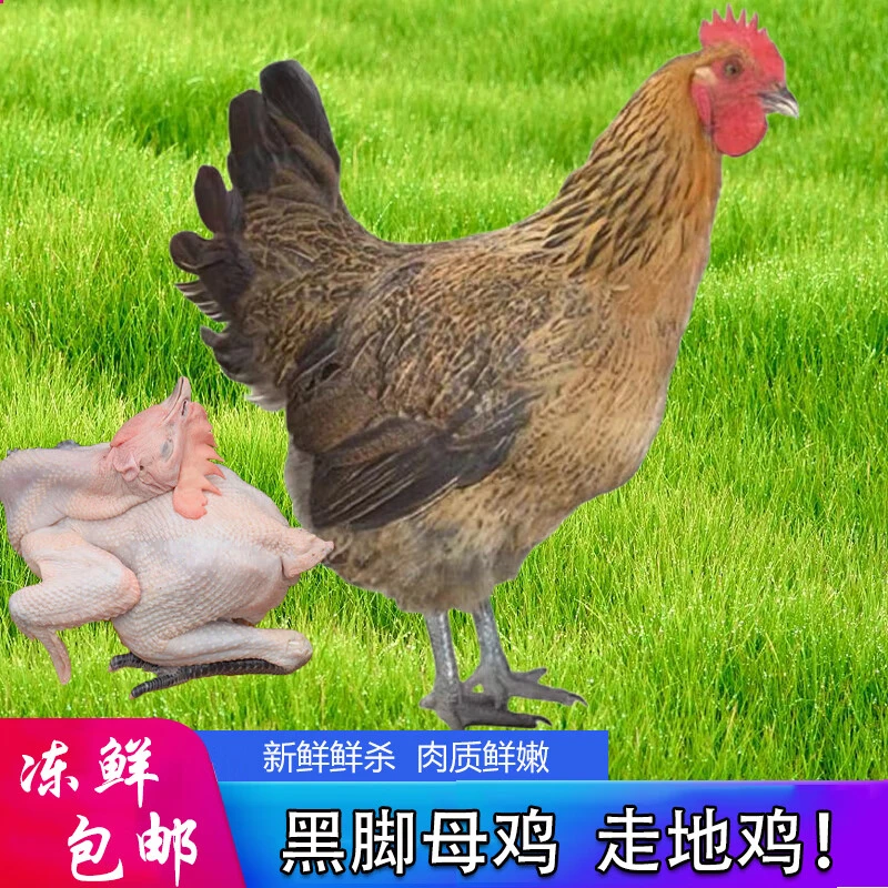 【2只母鸡】散养土鸡跑山鸡现杀新鲜不带内脏共5.5斤