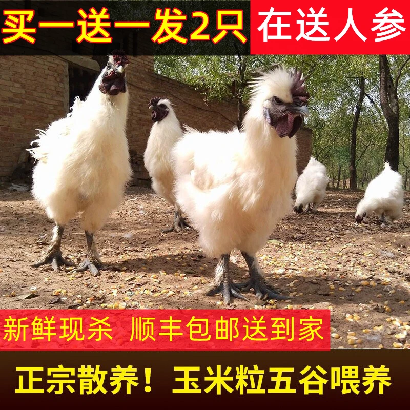 【新人首单送人参】正宗散养白凤土乌鸡现宰现发不带内脏新鲜顺丰