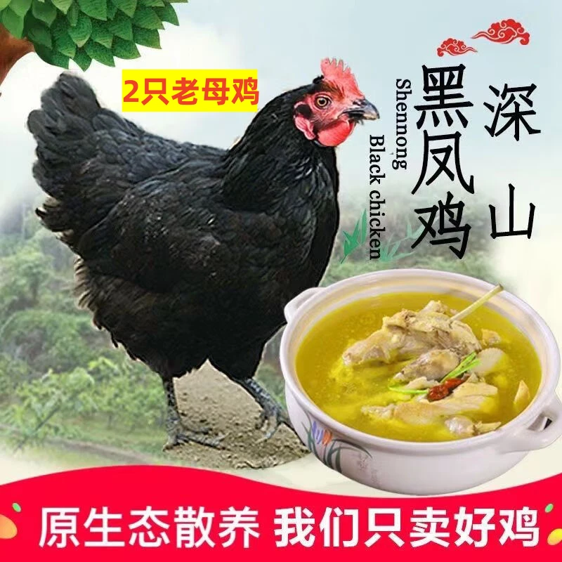 【买一送一发2只黑脚老母鸡】散养3年黑凤土鸡跑山鸡现杀新鲜6斤