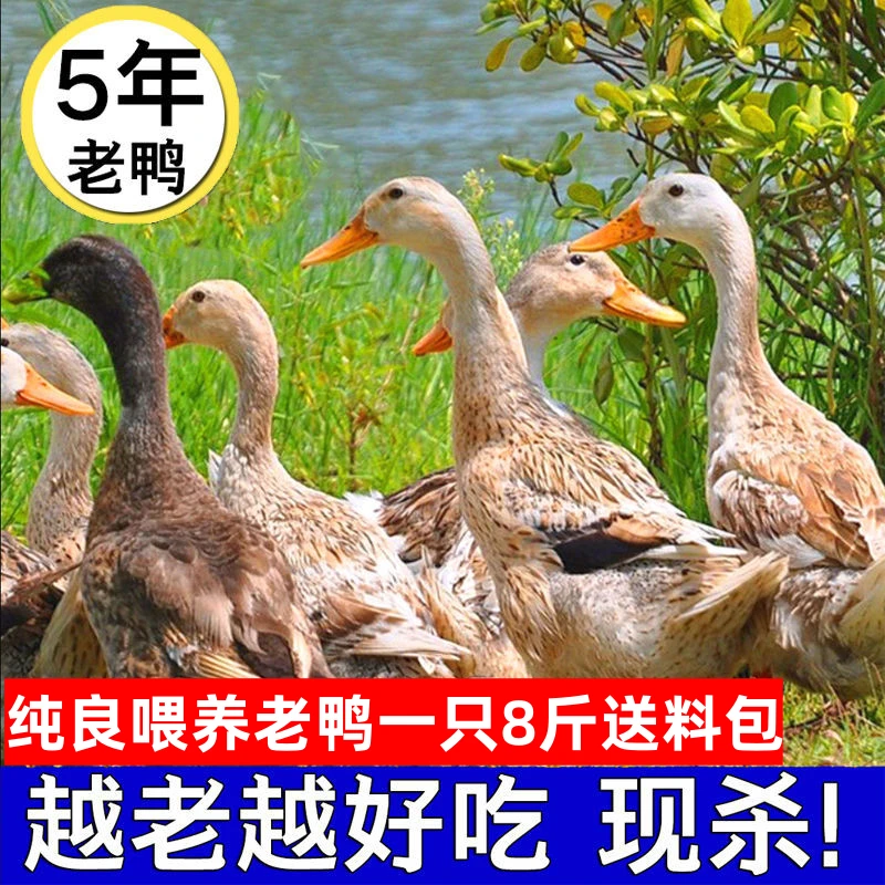 【5年老鸭】农村水库放养麻鸭水鸭土鸭毛重10斤净重到手8斤