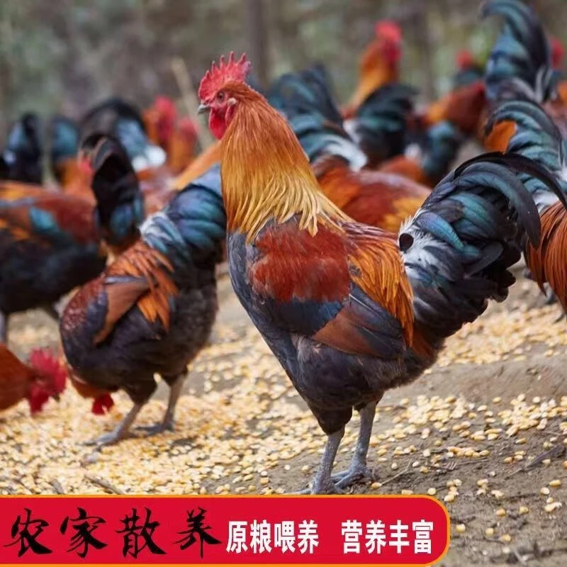 【放养公鸡】当年土鸡新鲜鸡肉跑山嫩鸡没有脚蹬2000g