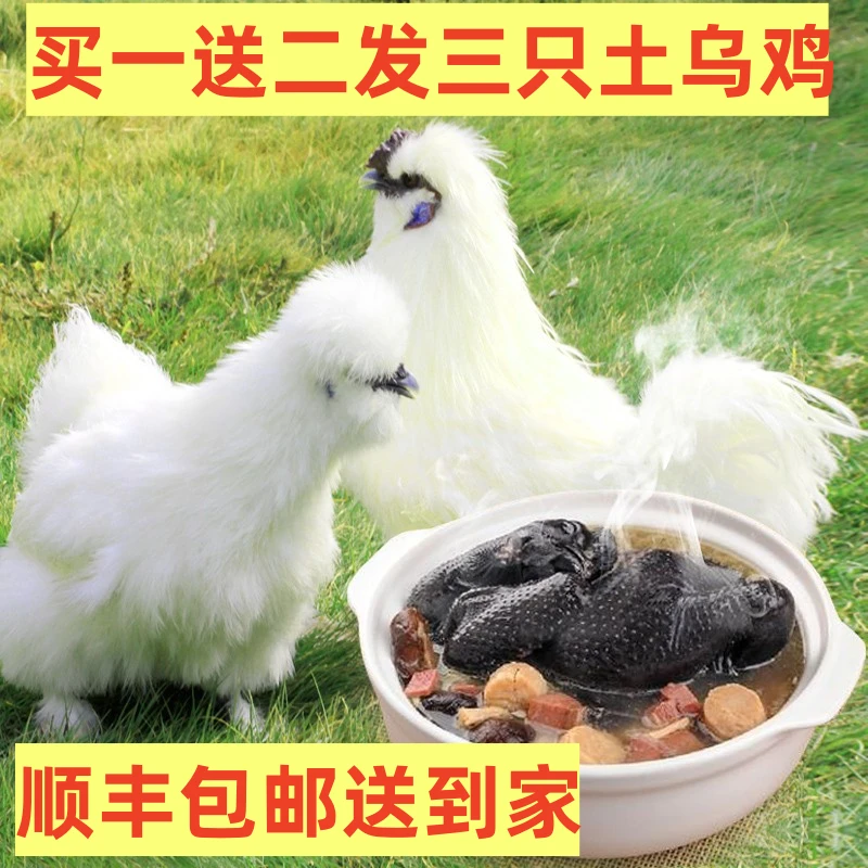 买二送一白凤土乌鸡放养土鸡现宰新鲜顺丰包邮2500g