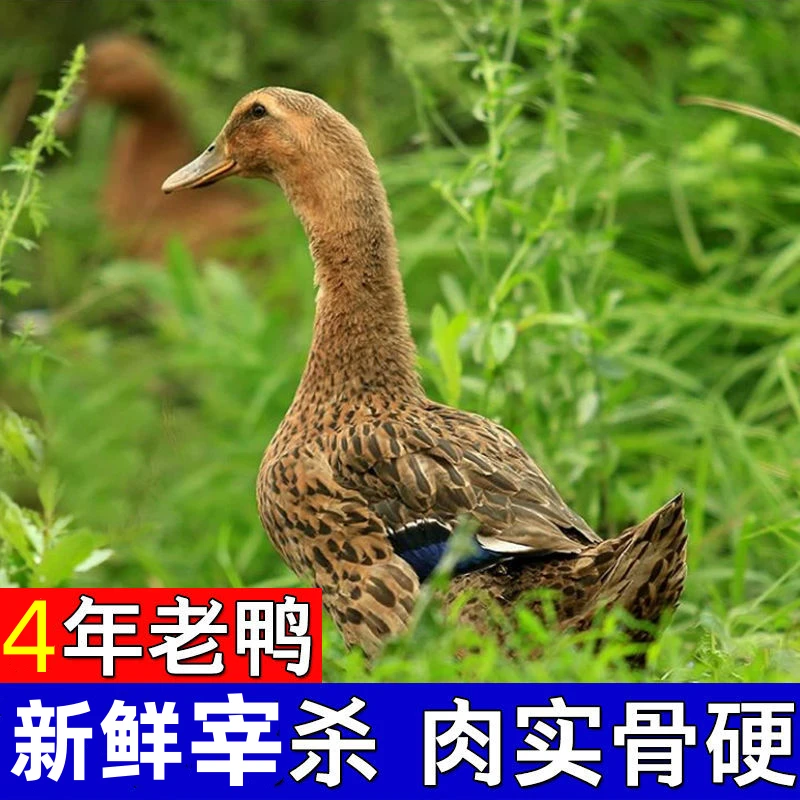【4年老鸭】农村放养一只4年老鸭子