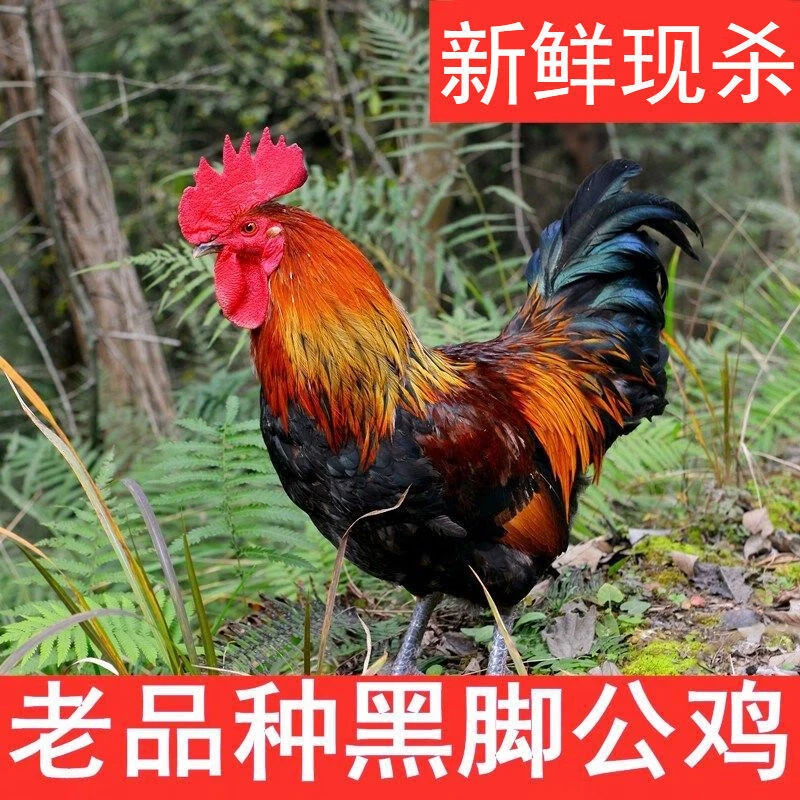 【放养公鸡】正宗土鸡笨公鸡农家大公鸡走地鸡新鲜鸡内脏随机