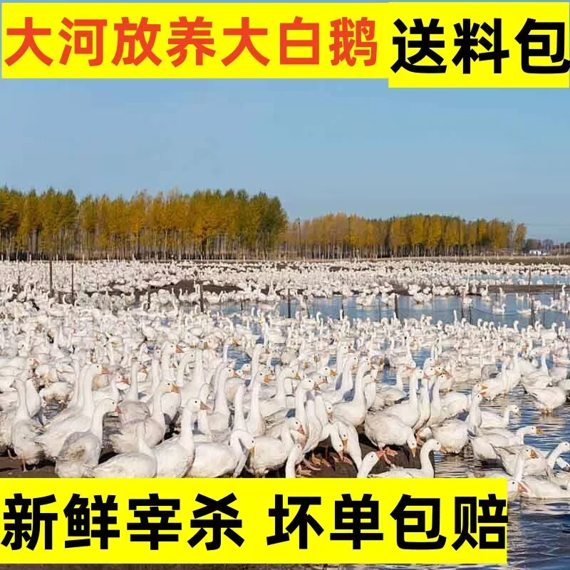 农家散养大白鹅土鹅新鲜宰杀带心肝送料包顺丰包邮