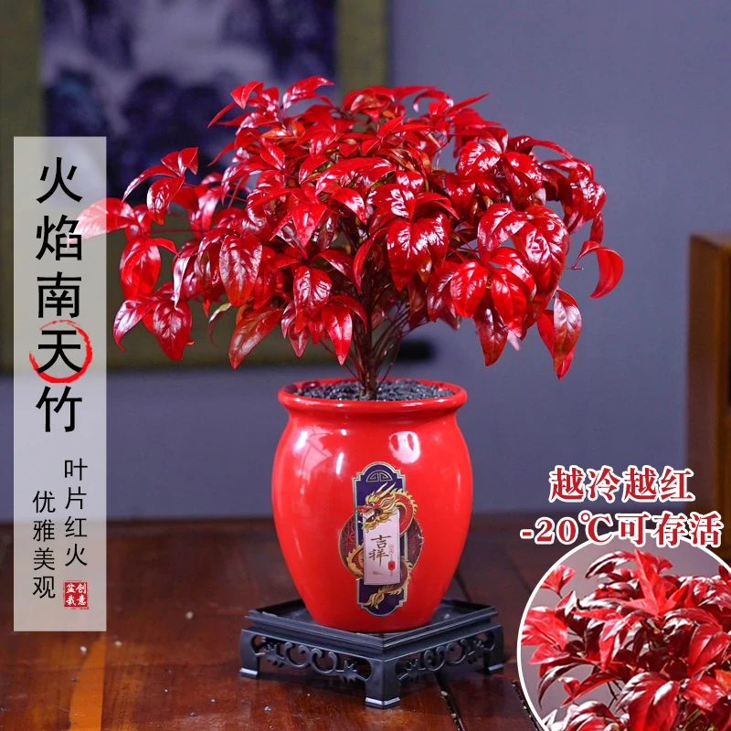 【越冷越红】火焰南天竹耐寒盆景老桩盆栽植物室内好养美观