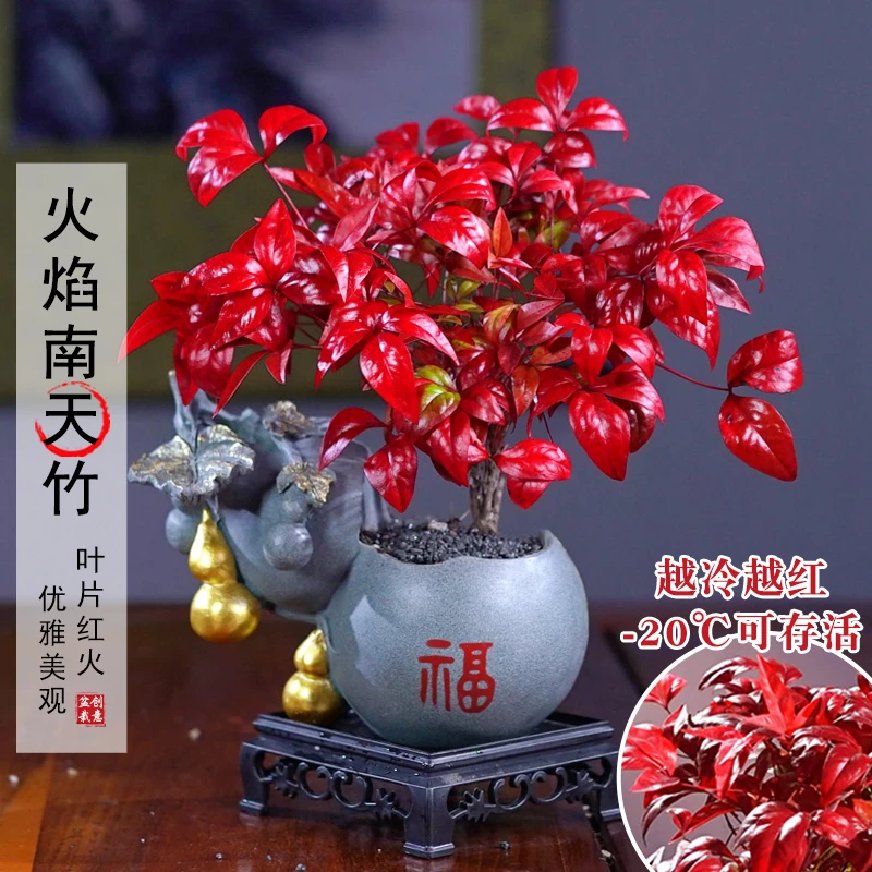 【越冷越红】火焰南天竹耐寒盆景老桩盆栽植物室内好养美观绿植