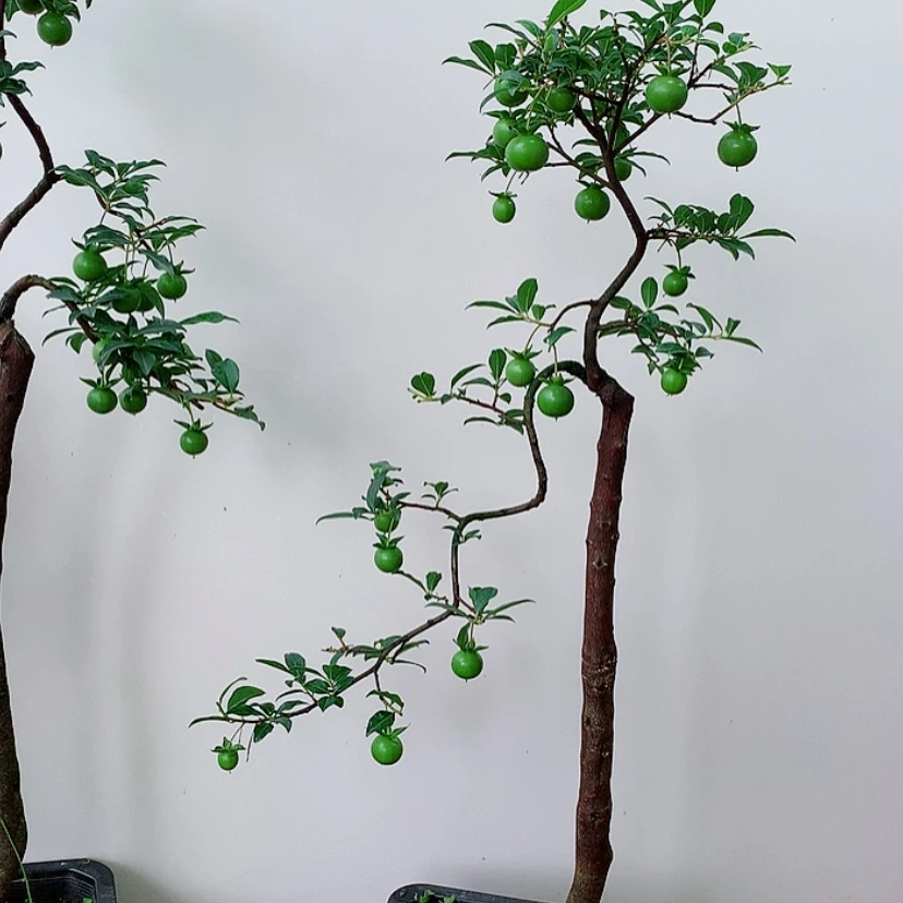 【闪购商品】盆景Q***n