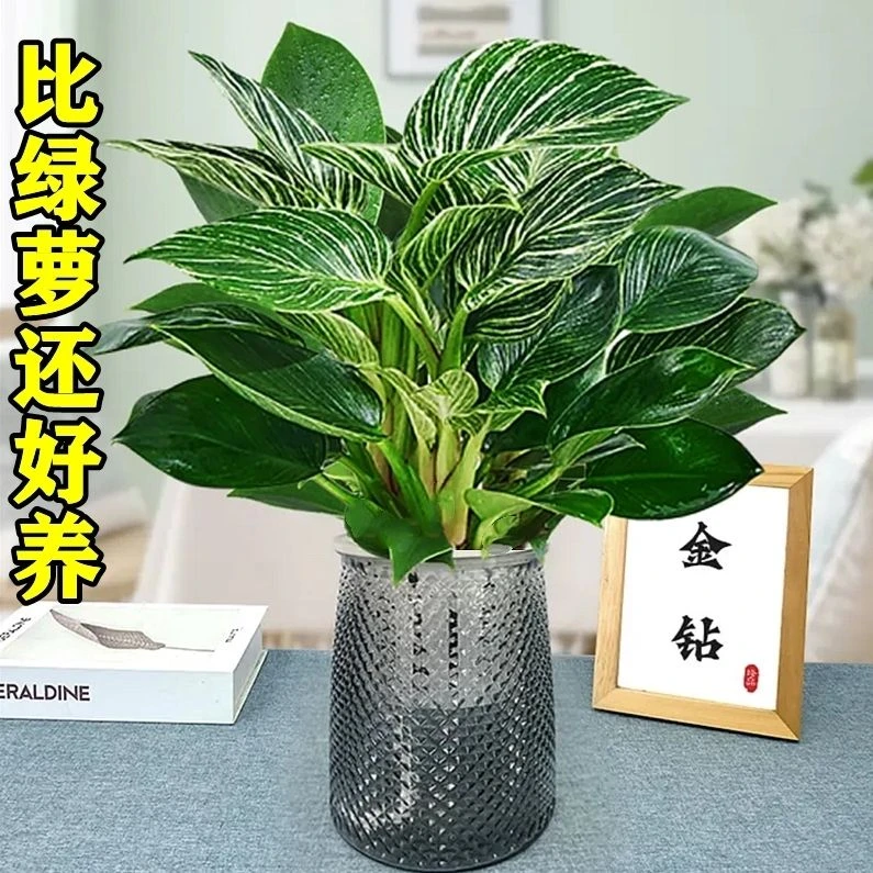 铂金钻盆栽水培绿植物吸除甲醛防辐射室内多肉四季好养花卉卧室