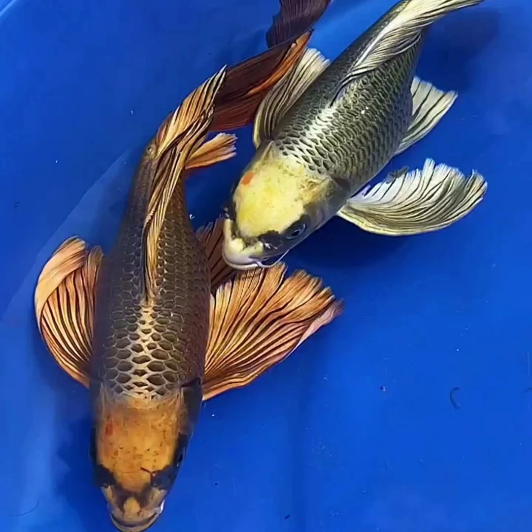 渔场直销金银猫玛雅彩蝶蝴蝶鲤纯种普短身活体马印灯介意者勿拍