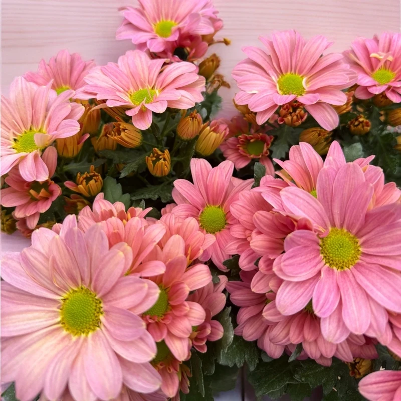 微风公主荷兰菊耐寒耐热多年生植物新手易养护室内室外盆栽爆花