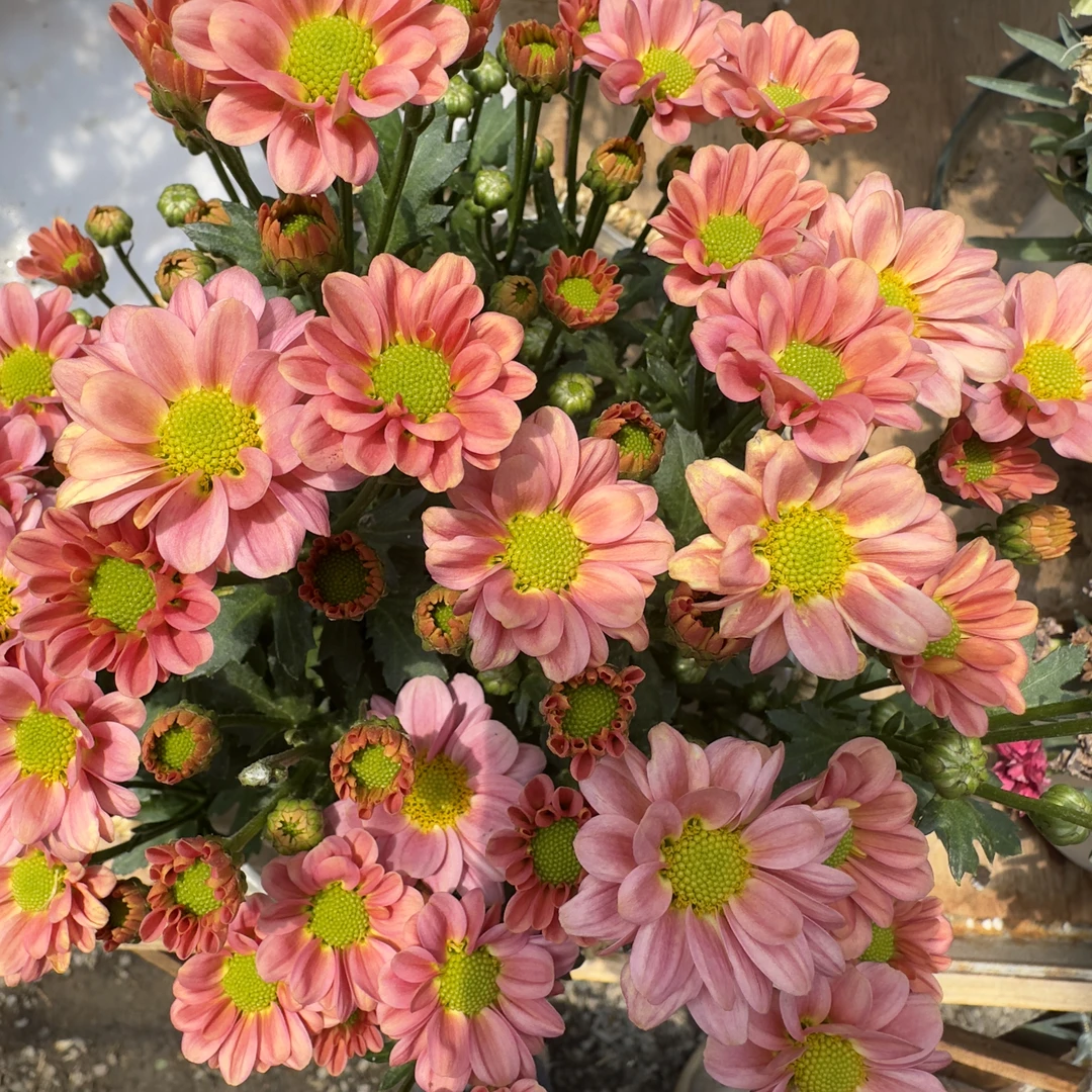 玲珑荷兰菊 耐寒耐热多年生植物 新手易养护
