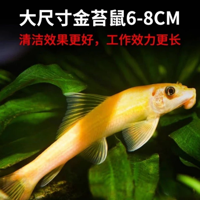 青苔鼠除澡神器7-10cm／条热带鱼