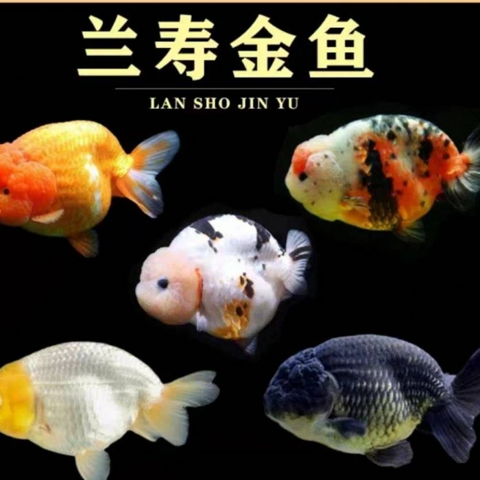 精品兰寿波妞金鱼6-10厘米／条颜色随机