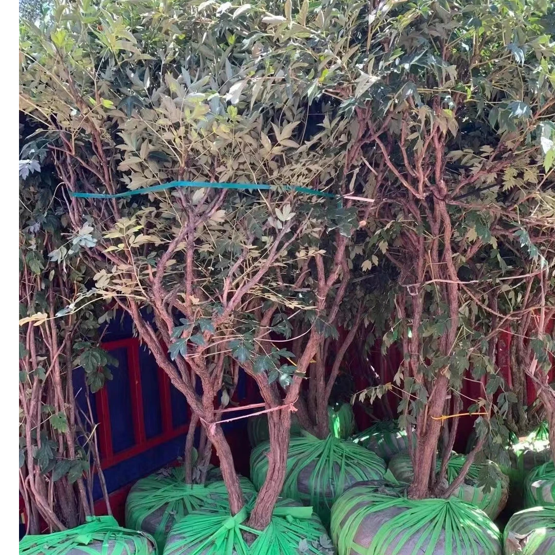 牡丹树 打木架 去咨询