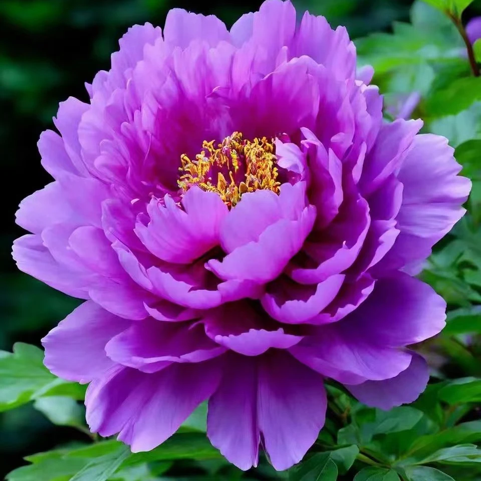 牡丹【长寿乐】寓意好 精品8年苗华丽富贵天香之美 先发肥秋季发苗