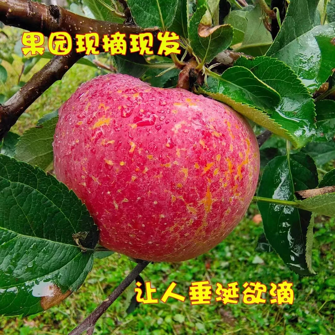 正宗大凉山丑苹果冰糖心当季新鲜水果皮薄肉厚苹果不打蜡包邮二斤