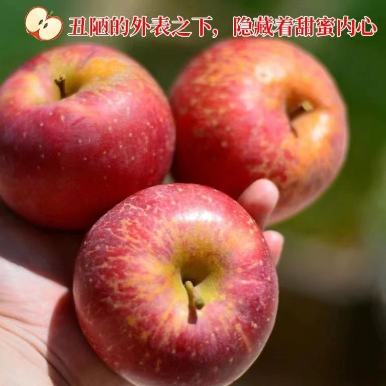 现摘现发大凉山丑苹果冰糖心新鲜水果脆甜红富士果香浓郁包邮二斤