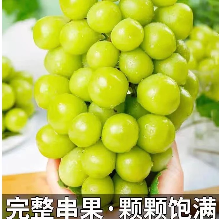 现摘阳光玫瑰葡萄青提脆嫩无籽提子新鲜水果当季葡萄皮薄肉厚一斤