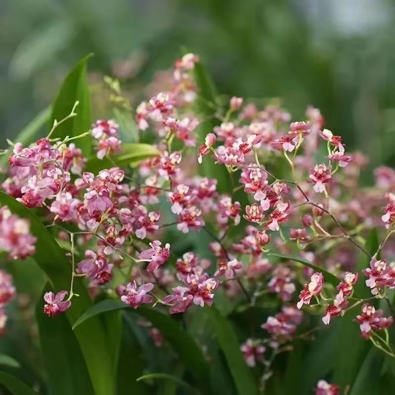 【四季开花】新品文心兰球根驱蚊四季开花重瓣大花浓香型客厅花束