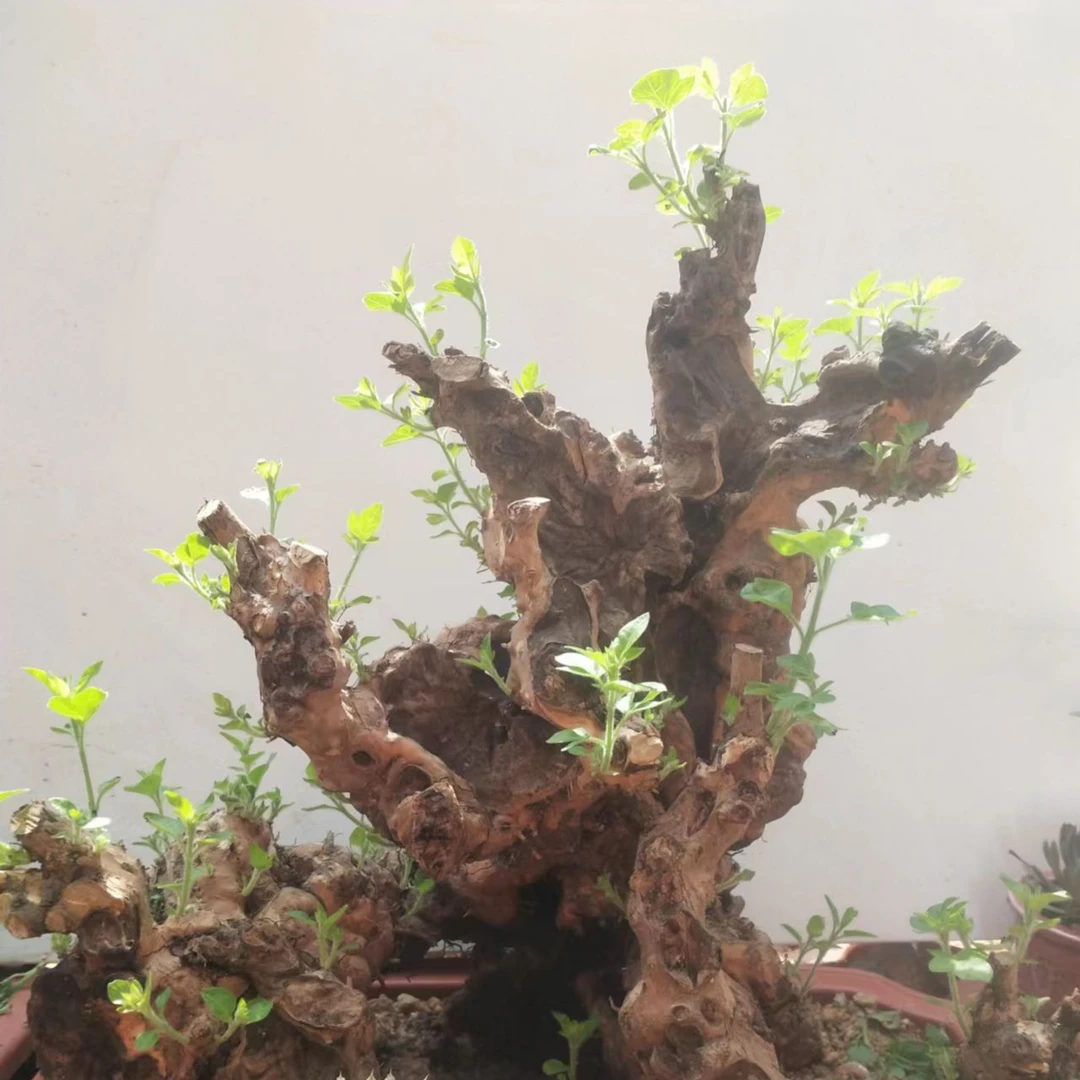 黄荆老桩，生桩，熟桩，各种样式（直播万能一物一拍）