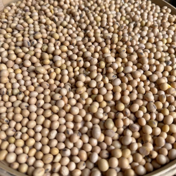 【云舍山甄】现收土特产 黄豆 1500 克 食用农产品