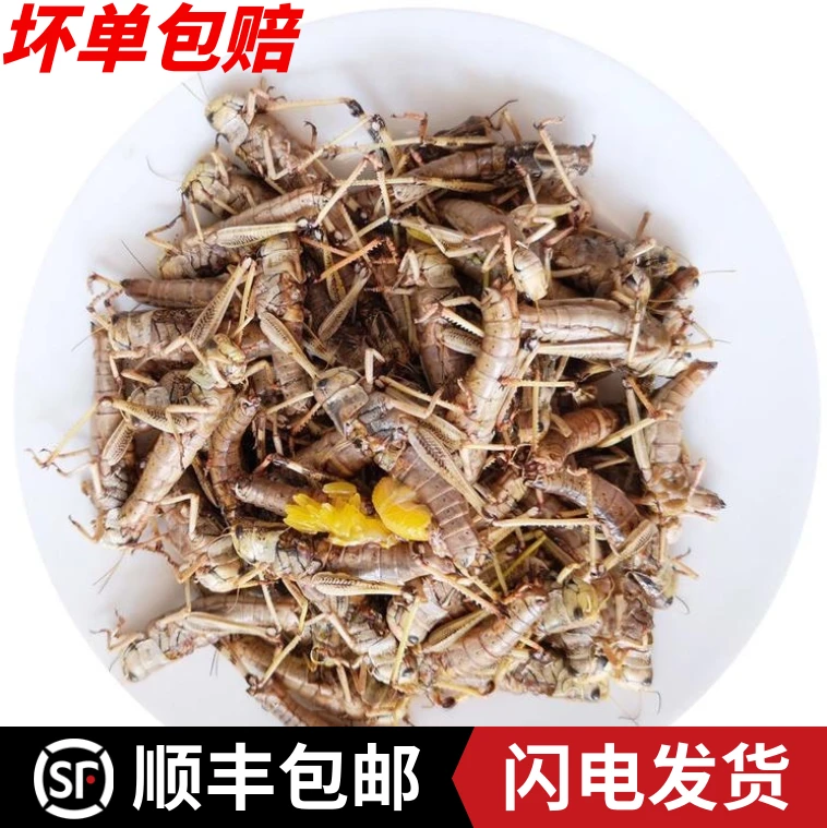 全母带籽土蚂蚱蚂蚱东亚飞蝗蚱蜢鲜活速冻蝉蚱蜢鲜活速冻